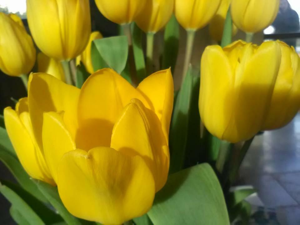 B&B Il Tulipano Tarent Zewnętrze zdjęcie